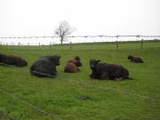 08limburg54.jpg