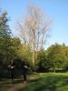 11hambachwald046.jpg
