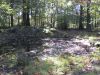 11hambachwald135.jpg