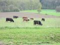 12limburg24.jpg