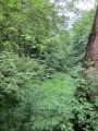 12bosselbach053.jpg