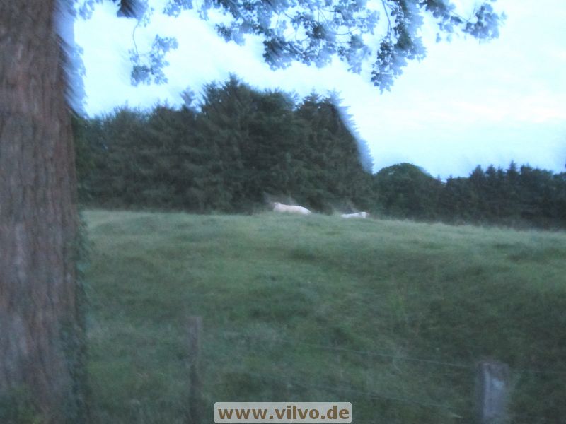 12mittsommerlauf24.jpg