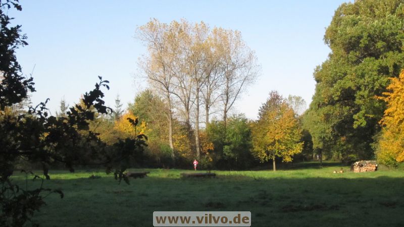 12hambach-wald08.jpg