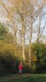 12hambach-wald10.jpg