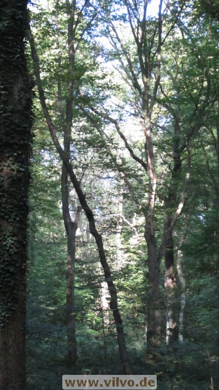 14burgaulauf01.jpg