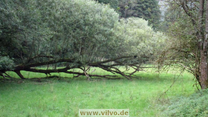 17altenahr14.jpg 17altenahr14.jpg