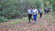 17hambachwald056.jpg