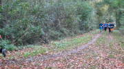 17hambachwald062.jpg