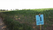 23SteckenbornEIF003.jpg