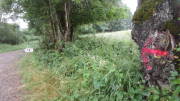 24SteckenbornEIF004.jpg